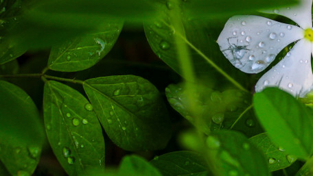 Refreshing Greenery with Dewdrops wallpaper