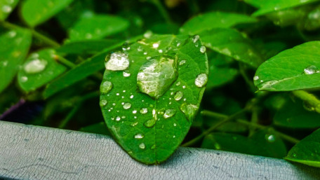 Fresh Morning Dew on Green Leaves wallpaper
