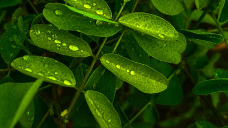 Lush Green Leaves with Raindrops Shine Brightly wallpaper
