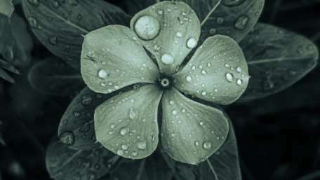 Moody Dew Kissed Bloom wallpaper
