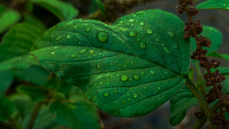 Rain Kissed Green Leaf Close Up wallpaper
