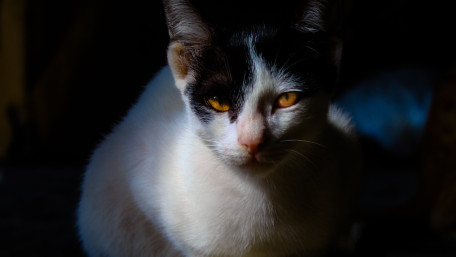 Mystical Cat in Shadows wallpaper