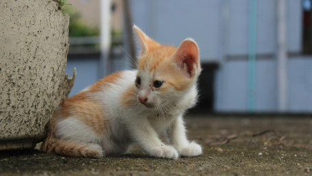 Adorable Kitten Posing Calmly in the Sunlight wallpaper