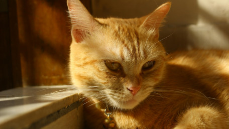 Golden Tabby Cat in Soft Sunlight Mood wallpaper