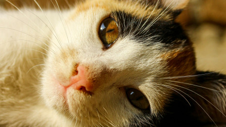 Captivating Close-Up of a Cat Face wallpaper