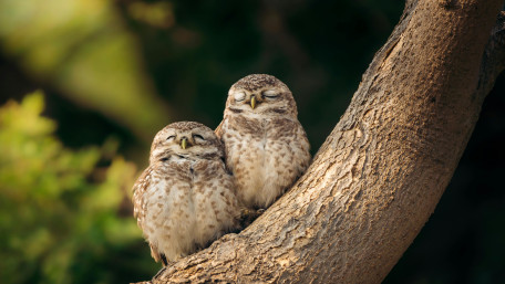 Peaceful Owlets Resting Together wallpaper