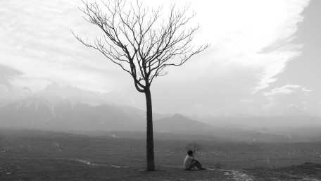 Solitary Tree Over Quiet Horizons wallpaper