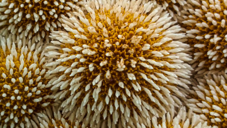 Golden Bloom Texture wallpaper