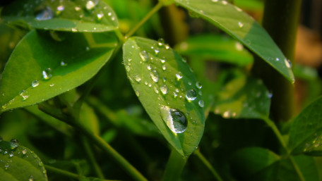 Fresh Green Leaves with Dewy Glow wallpaper