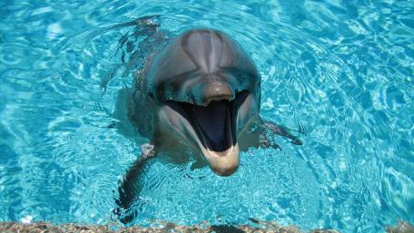 Playful Dolphin in Crystal Blue Waters wallpaper
