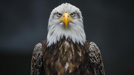 Majestic Bald Eagle Portrait wallpaper