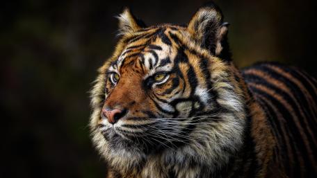 Majestic Tiger Portrait wallpaper