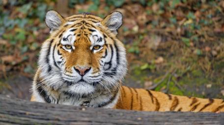 Majestic Siberian Tigress in Natural Habitat wallpaper