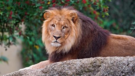Majestic Lion Resting in the Wild wallpaper