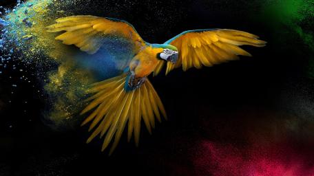Vibrant Macaw Flight wallpaper