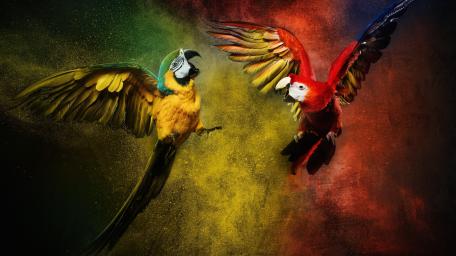 Colorful Macaws in Dramatic Flight wallpaper