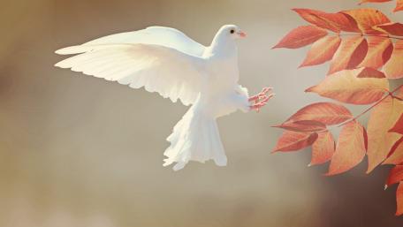 White Dove Orange leaves wallpaper