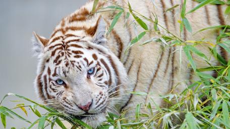 White Tiger in Bamboo wallpaper