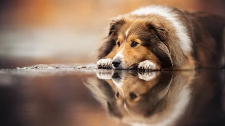 Peaceful Sheltie Reflection wallpaper
