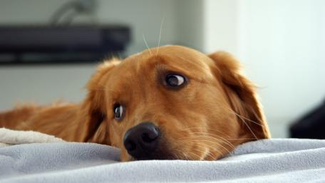 Golden Retriever Resting Softly wallpaper