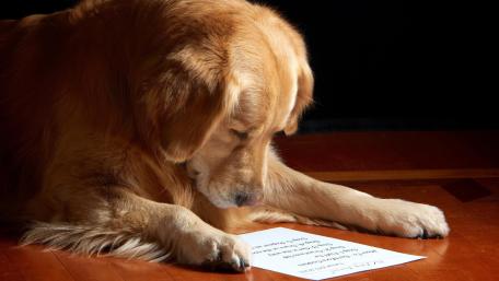 Golden Retriever Reading in Warm Light wallpaper