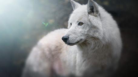 Silent White Wolf wallpaper