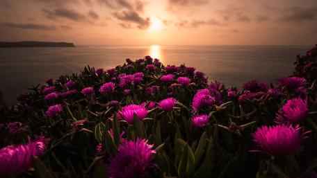 Sunset Bloom Over the Sea wallpaper
