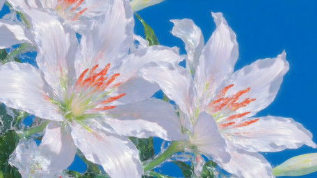 Radiant White Lilies in Blue Sky wallpaper