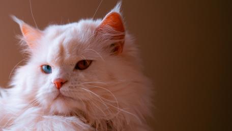 Elegant Heterochromia Persian Cat Portrait wallpaper