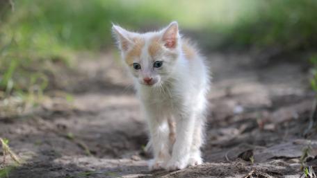 Curious Kitten on Woodland Path wallpaper