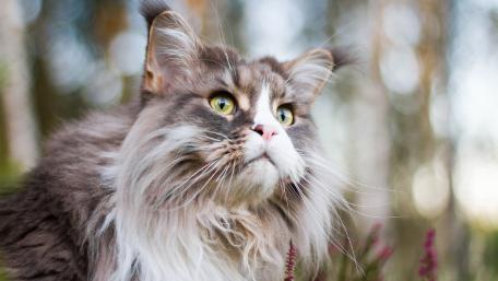 Majestic Maine Coon in Soft Forest Light wallpaper