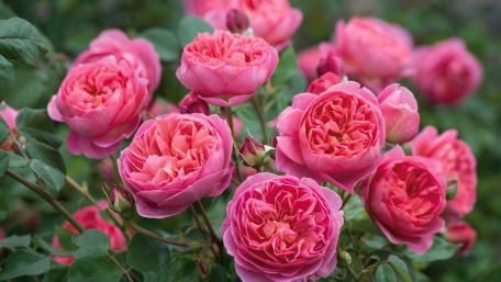 Blooming Pink Roses in a Garden wallpaper