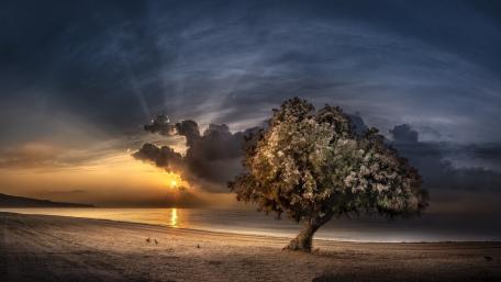 Solitary Tree at Sunset wallpaper