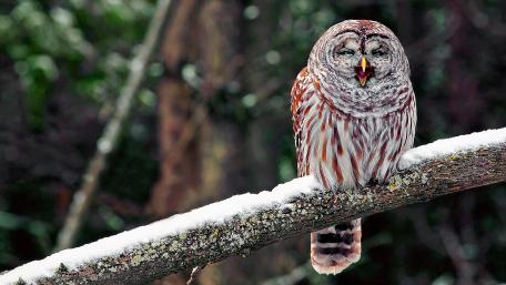 Snowy Owl Perched in Winter Woods wallpaper