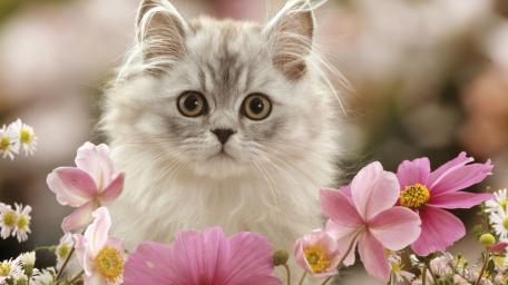 Fluffy Kitten Among Pink Blossoms wallpaper