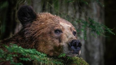 Majestic Brown Bear Portrait wallpaper