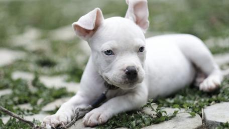 Adorable White Puppy Resting Outdoors wallpaper