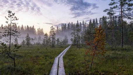 Misty Forest Boardwalk Dawn wallpaper