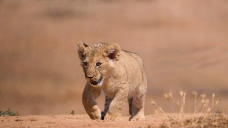 Adorable Lion Cub Wanderer wallpaper