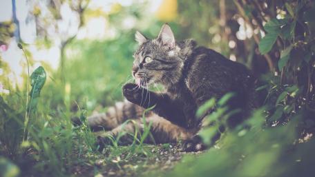 Serene Garden Cat Portrait wallpaper