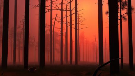 Crimson Mist Forest wallpaper
