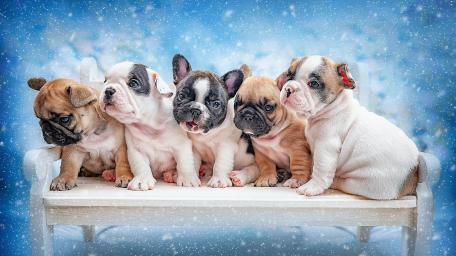Adorable French Bulldog Puppies Together wallpaper
