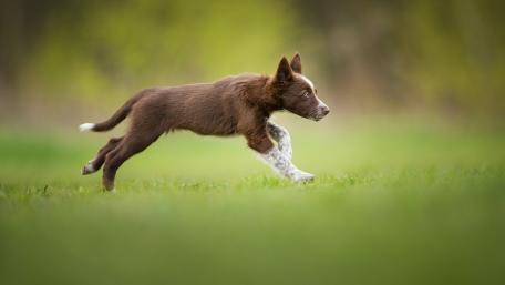Playful Puppy Running Through Meadow wallpaper