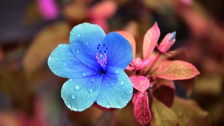 Blue Blossom with Dew Drops wallpaper