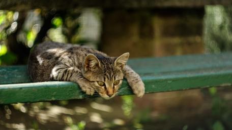 Relaxing Tabby Kitten on Green Bench wallpaper