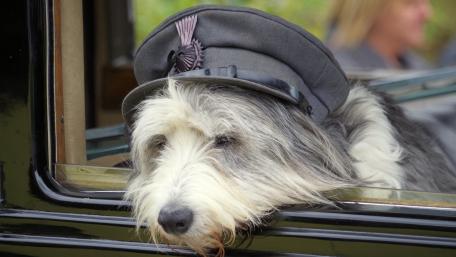 Gentle Terrier on the Train Ride wallpaper