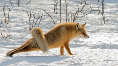 Winter Fox Stretching in Snowy Silence wallpaper