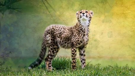 Curious Cheetah Cub in Soft Grassland wallpaper