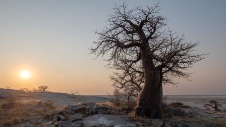 Ancient Baobab at Sunset wallpaper
