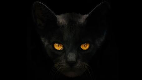 Midnight Black Cat Stare wallpaper